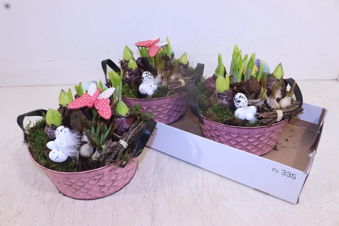 <h4>ARR BOL KNOLGEWAS</h4>