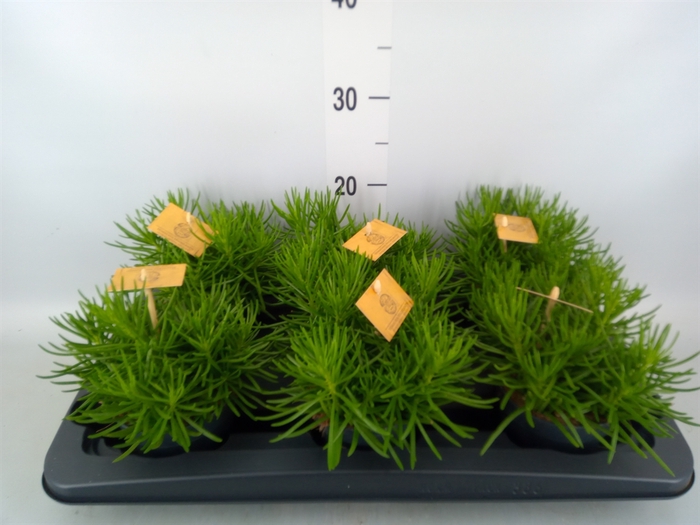 <h4>Senecio archeri 'Himalaya'</h4>