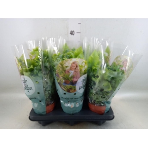 Phlebodium aureum 'Davana'