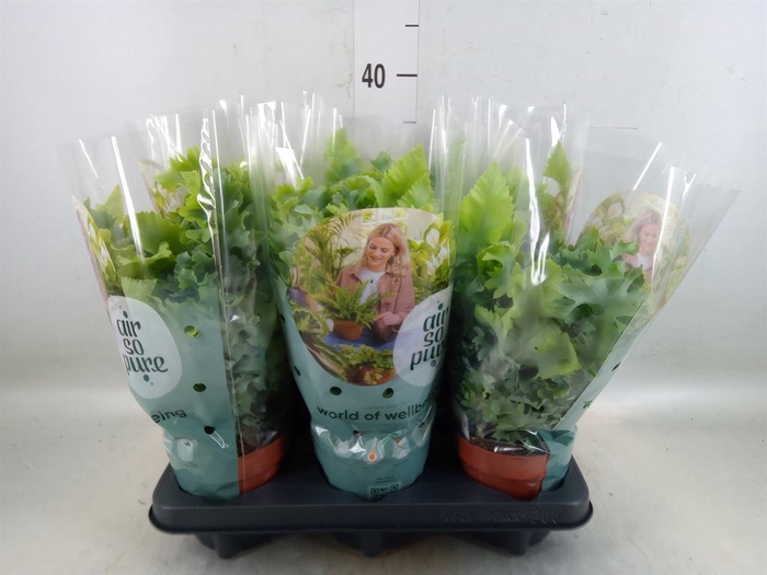 <h4>Phlebodium aureum 'Davana'</h4>