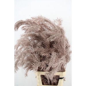 Pinus Alaska per stem 130cm Champagne