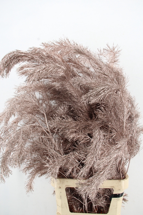 <h4>Pinus Alaska per stem 130cm Champagne</h4>