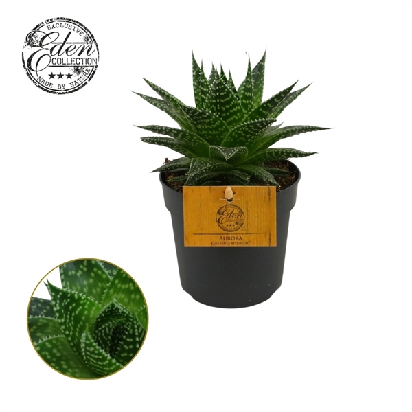 <h4>Gasteria Hybride Aurora 10,5cm</h4>