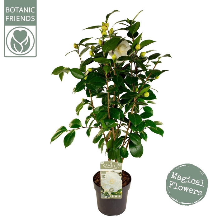 <h4>Camellia jap. 'Nuccio's Gem' Premium</h4>