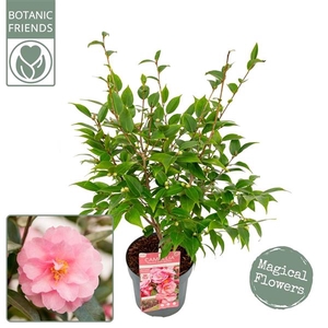 Camellia jap. 'Spring Festival' Premium