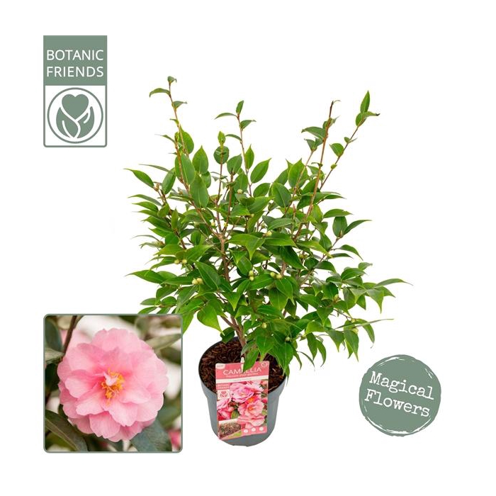 <h4>Camellia jap. 'Spring Festival' Premium</h4>