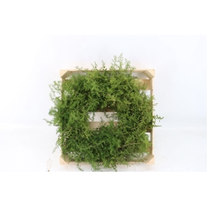 Wr Asparagus Naturel 40cm