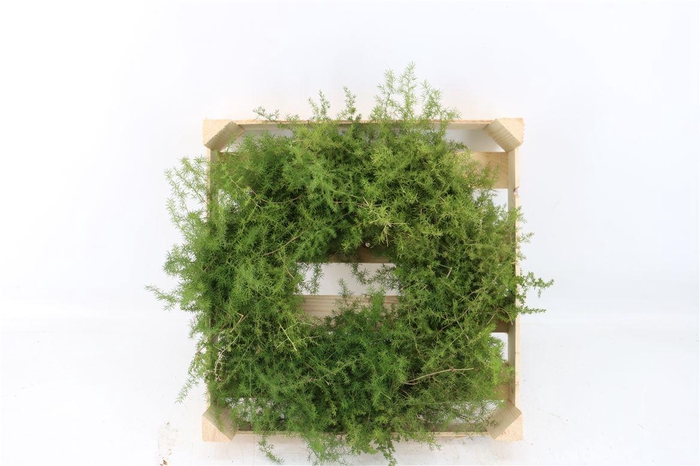 <h4>Wr Asparagus Naturel 40cm</h4>