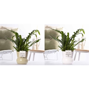 Aglaomorpha Jim in P&PURE Plant Vase Maxima ass.2