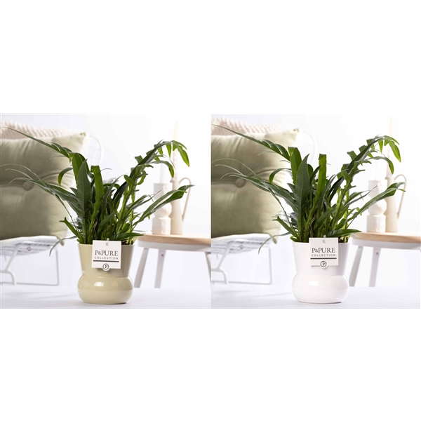 <h4>Aglaomorpha Jim in P&PURE Plant Vase Maxima ass.2</h4>
