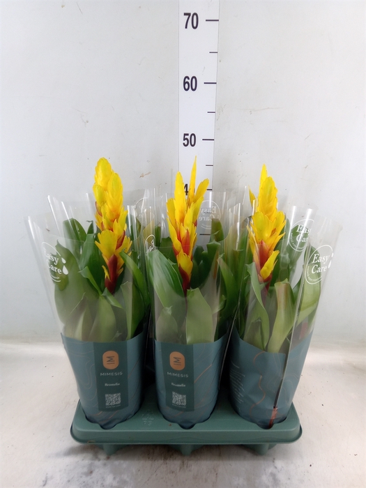 <h4>Vriesea  'Intenso Yellow'</h4>