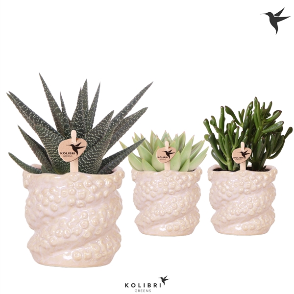 <h4>Kolibri Greens Succelenten mix in Octopus pot pink</h4>