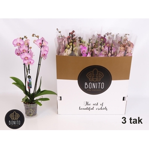 PHAL GEM 5 KL