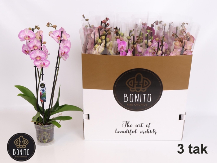 <h4>PHAL GEM 5 KL</h4>