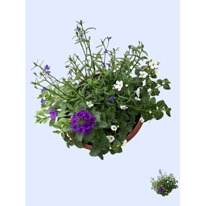 PERKPL GEM IN POT