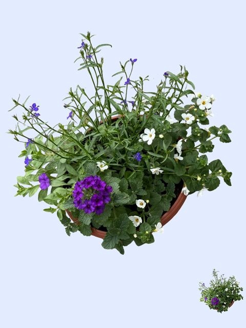 <h4>PERKPL GEM IN POT</h4>