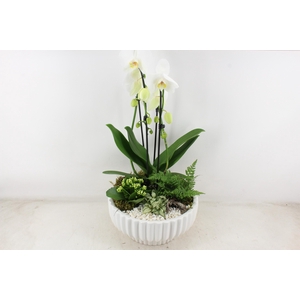 arr2 PL - Ker. schaal mare Phal. wit