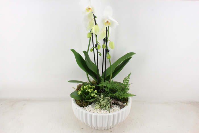 <h4>arr2 PL - Ker. schaal mare Phal. wit</h4>