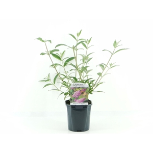 Buddleja Pink Delight