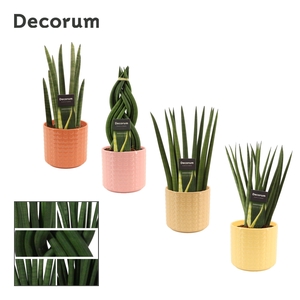 Sansevieria Cylindrica 12 cm Mix in Kaya (Sympathetic moods-coll