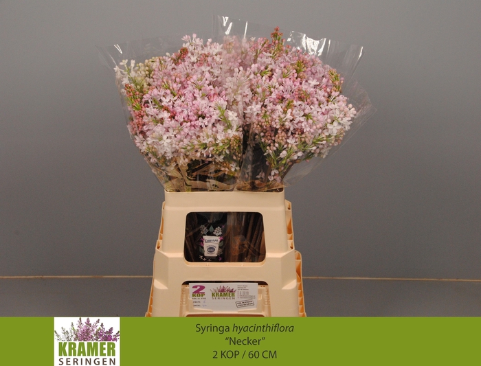 <h4>SYR HY NECKER</h4>