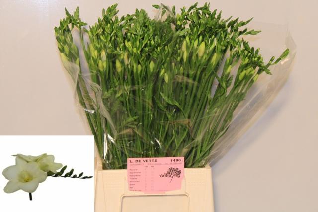 <h4>FR EN AVENUE</h4>