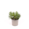 Pinus mugo subsp. mugo