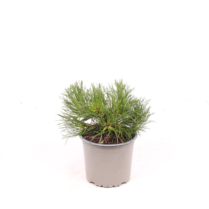 <h4>Pinus mugo subsp. mugo</h4>