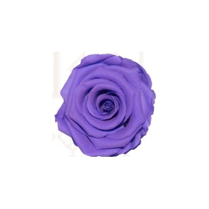 Rose glamorous lavender pres.