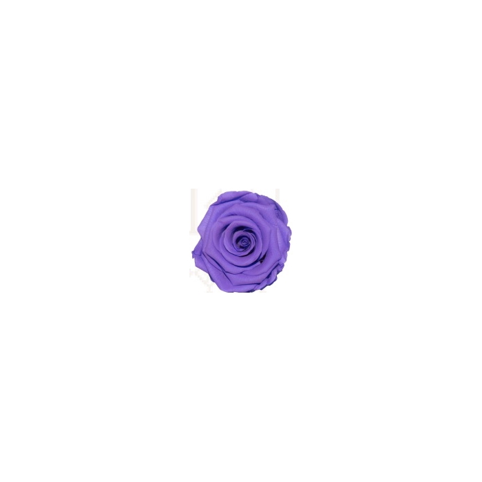 <h4>Rose glamorous lavender pres.</h4>