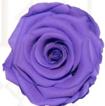 Rose glamorous lavender pres.