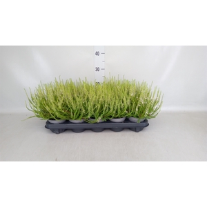 Calluna vulg. 'Elegantissima'