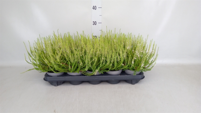 <h4>Calluna vulg. 'Elegantissima'</h4>