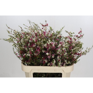 Chamelaucium uncinatum 'Dual Star'