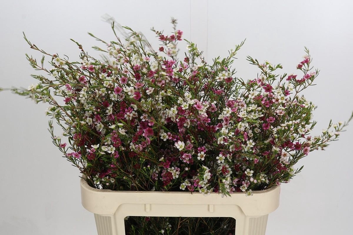 <h4>Chamelaucium uncinatum 'Dual Star'</h4>