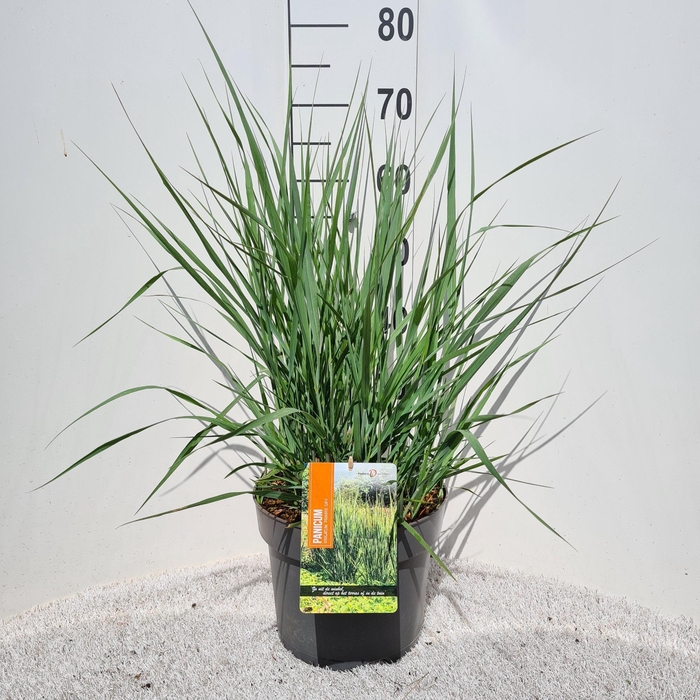<h4>Panicum Vir. Prairie Sky P26</h4>