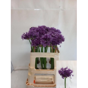 ALLIUM PURPLE SENS