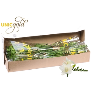 UG Barendse - Ambiance 5x20 box