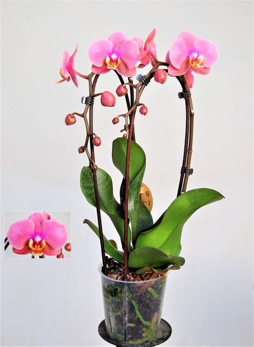 <h4>Hanni 2 Tak Cascade</h4>