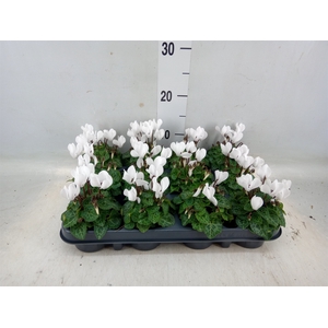 Cyclamen KL 'Verano'