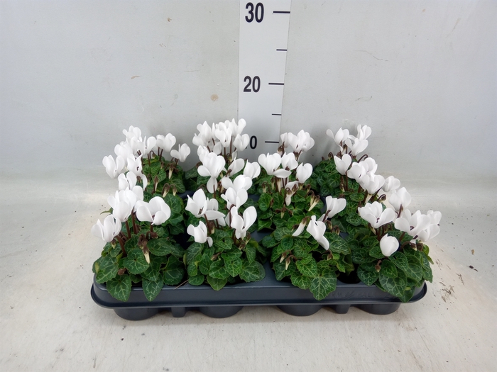 <h4>Cyclamen KL 'Verano'</h4>