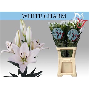 Li La White Charm