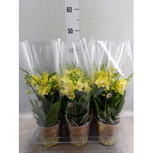Phalaenopsis   ...mix