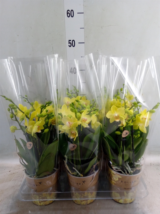 <h4>Phalaenopsis   ...mix</h4>