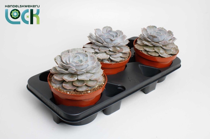 <h4>Echeveria Runyonii</h4>