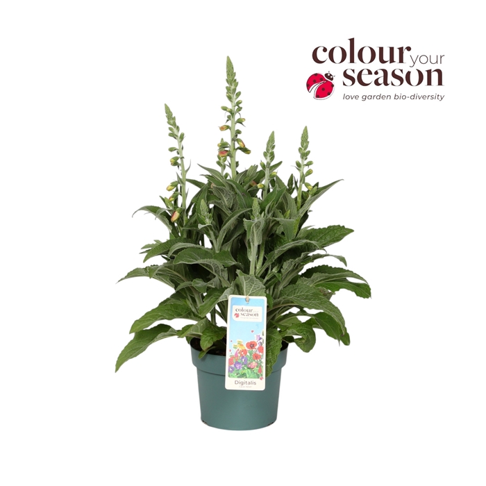 <h4>Digitalis Lucas Silver Leaves P19</h4>