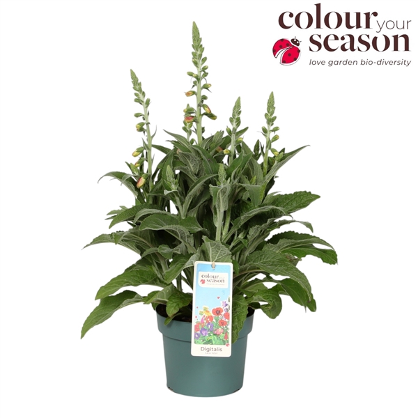 Digitalis Lucas Silver Leaves P19
