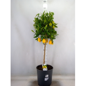 Citrus   ...