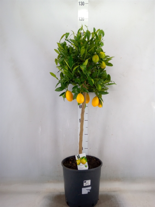 <h4>Citrus   ...</h4>