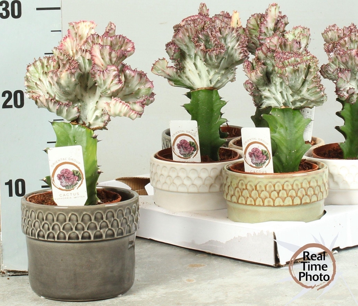 <h4>EUPHOR LAC CRISTATA</h4>